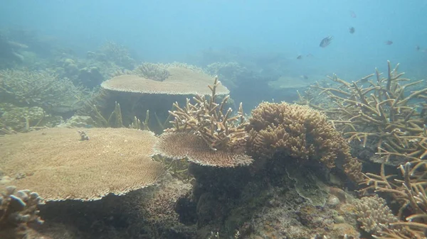 Belo Coral Encontrado Área Recife Coral Ilha Tioman Malásia — Fotografia de Stock