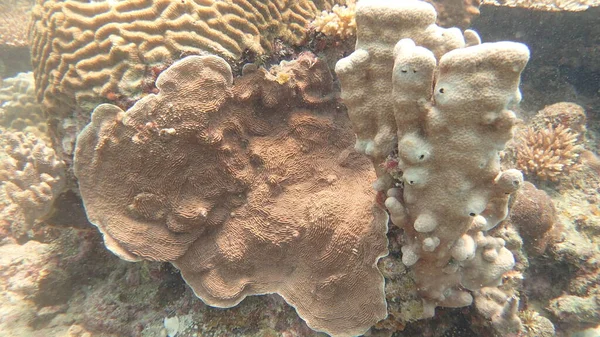 Belo Coral Encontrado Área Recife Coral Ilha Tioman Malásia — Fotografia de Stock