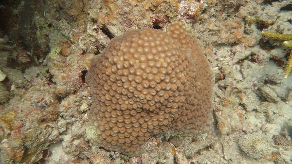 Hermoso Coral Encontrado Área Arrecife Coral Isla Tioman Malasia —  Fotos de Stock