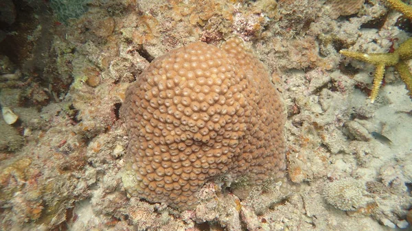 Hermoso Coral Encontrado Área Arrecife Coral Isla Tioman Malasia —  Fotos de Stock