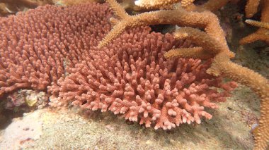 Malezya 'nın Tioman adasındaki mercan kayalıklarında güzel bir mercan bulundu.