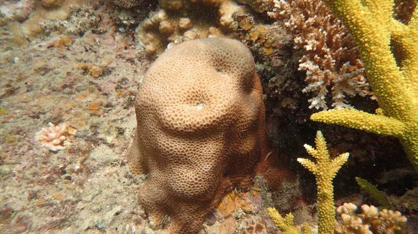 Malezya 'nın Tioman adasındaki mercan kayalıklarında güzel bir mercan bulundu.