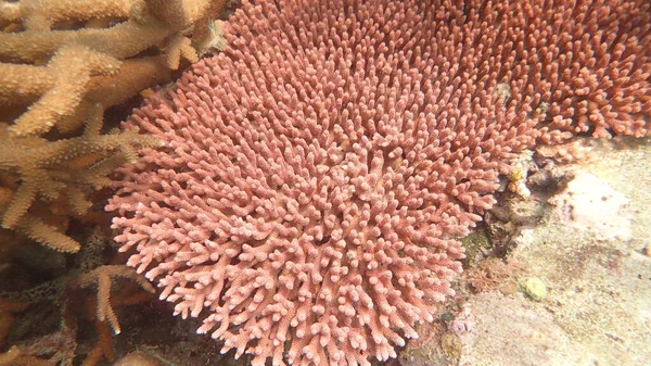 Hermoso Coral Encontrado Área Arrecife Coral Isla Tioman Malasia — Foto de Stock