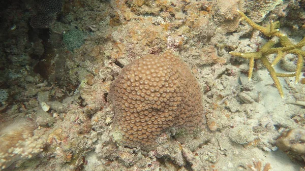 Hermoso Coral Encontrado Área Arrecife Coral Isla Tioman Malasia — Foto de Stock