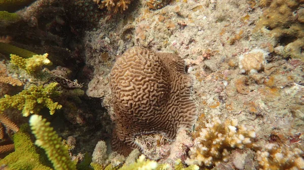 Hermoso Coral Encontrado Área Arrecife Coral Isla Tioman Malasia — Foto de Stock