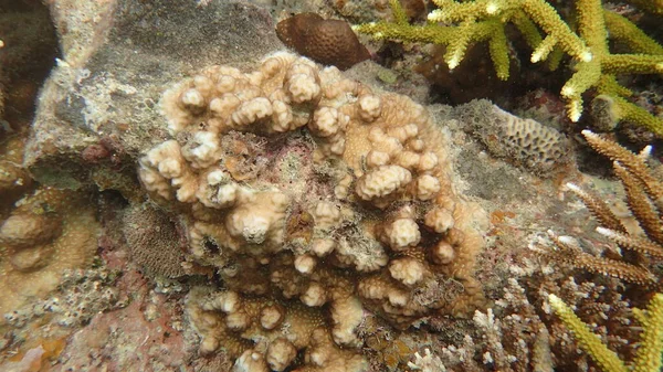 Hermoso Coral Encontrado Área Arrecife Coral Isla Tioman Malasia —  Fotos de Stock