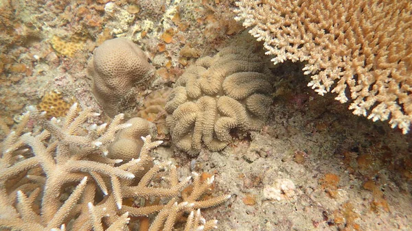 Belo Coral Encontrado Área Recife Coral Ilha Tioman Malásia — Fotografia de Stock