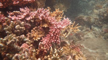 Malezya 'nın Tioman adasındaki mercan kayalıklarında güzel bir mercan bulundu.