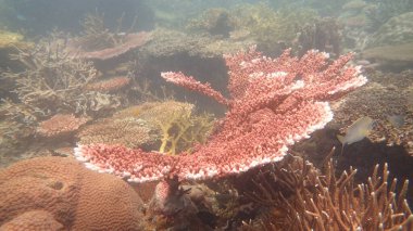 Malezya 'nın Tioman adasındaki mercan kayalıklarında güzel bir mercan bulundu.