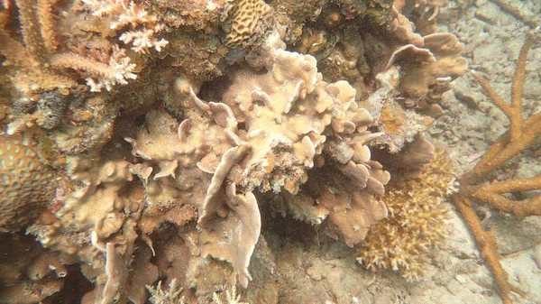 Чудовий Кораловий Риф Острові Тіоман Малайзія — стокове фото