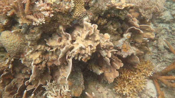 Vacker Korall Finns Vid Korallrev Område Tioman Malaysia — Stockfoto