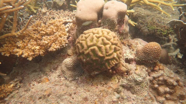 Hermoso Coral Encontrado Área Arrecife Coral Isla Tioman Malasia —  Fotos de Stock