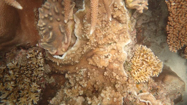 Hermoso Coral Encontrado Área Arrecife Coral Isla Tioman Malasia — Foto de Stock