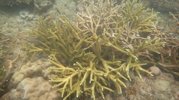 Bellissimo Corallo Trovato Nella Zona Della Barriera Corallina Sull Isola — Foto Stock