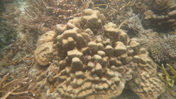 Beau Corail Trouvé Zone Récif Corallien Île Tioman Malaisie — Photo