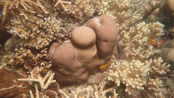 Belo Coral Encontrado Área Recife Coral Ilha Tioman Malásia — Fotografia de Stock