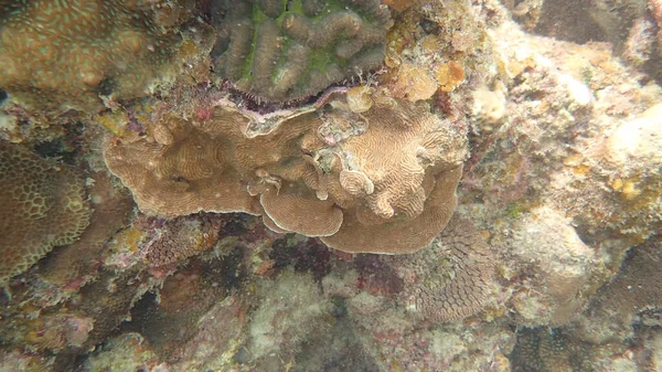 マレーシアのティオマン島のサンゴ礁地域で発見された美しいサンゴ — ストック写真