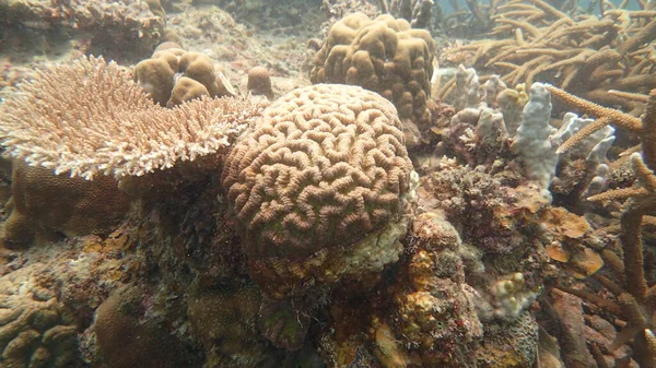 Коралл Найден Районе Коралловых Рифов Острове Тиоман Малайзия — стоковое фото