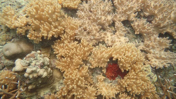 Beau Corail Trouvé Zone Récif Corallien Île Tioman Malaisie — Photo