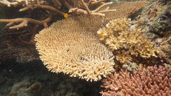 Коралл Найден Районе Коралловых Рифов Острове Тиоман Малайзия — стоковое фото