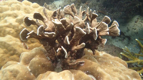 Beautiful Coral Found Coral Reef Area Tioman Island Malaysia — Stock Photo, Image