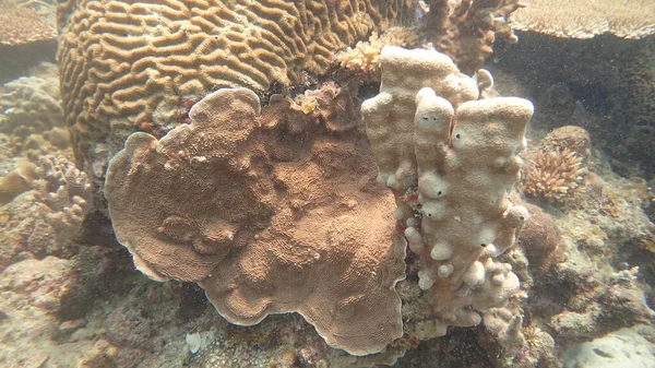 Schöne Korallen Korallenriffgebiet Auf Der Insel Tioman Malaysia — Stockfoto