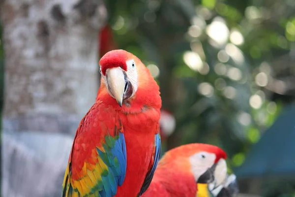 Ara Pappagallo Colorato Con Fronte Fronte — Foto Stock