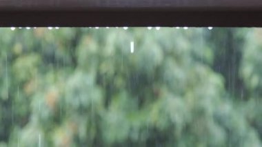 Yağmur mevsiminde yeşil doğanın arka planına sahip yağmur damlası