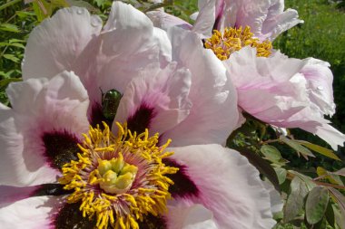 Parlak yeşil bir böcek geldi ve pembe açık bir çiçeğe saklandı. Çiçek açan, kestane rengi taç yapraklı, bahçesinde sarı kabarık tüylü erkek organları olan güzel bir Peony.
