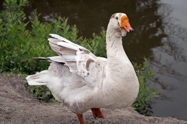 Vit Gås Med Grå Fläckar Fjädrar Fjädrar Går Mot Betraktaren — Stockfoto