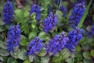 Mor-mavi çiçekler (Ajuga sürüngenleri) bahçesinde oval yeşil yapraklar bulunan sivri uçlu kızılyüzgeçlerde toplandı.