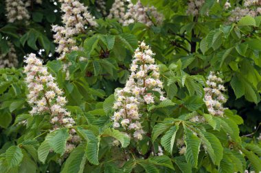 Kestane çiçeklerinin piramit kümeleri kahverengi dalların arka planına ve damarlarla çizilmiş yemyeşil yapraklara karşı.