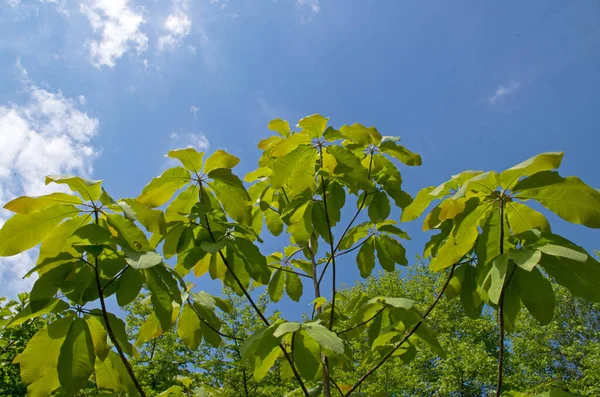 Mavi bulutlu gökyüzüne karşı güzel yeşil yapraklar oyulmuş tripetala Magnolia dalları.