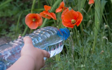 Çocuğun elleri çimenlerin arasında yetişen kırmızı gelincik çiçeklerini yeşil saplı ve yapraklı plastik bir şişeden çıkan ince bir su akıntısıyla suluyor.