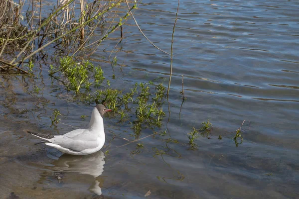Gray-headed gull with white plumage sitting on water next by shore near young green shoots of algae and trees looking in direction of depth at transparent water surface of pond covered with ripples