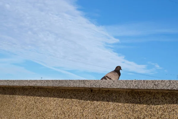 A bluish-gray urban pigeon looking curiously and hiding behind the edge of the speckled gray-white marble parapet of the embankment by the river with high-rise buildings reflected in it.