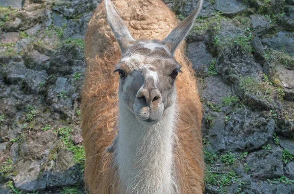 Flauschiges Lama Mit Beiger Wolle Auf Dem Rücken Und Weißem — Stockfoto
