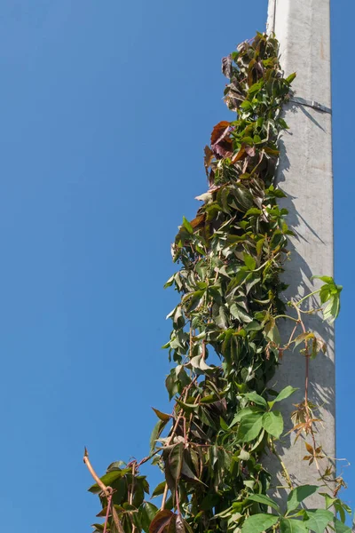 Kestane ve yeşil oyulmuş yapraklı uzun bir üzüm sarmaşığı olgunlaşmamış küçük yeşil yuvarlak böğürtlen kümeleri, mavi gökyüzü arka planındaki elektrik hattının gri beton direği boyunca kıvrılıyor.