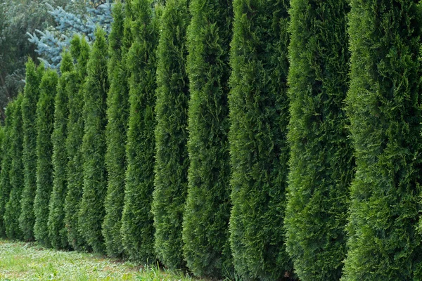 Křovák Který Řada Svislé Zelené Pyramidální Thuja Načechrané Jehličnaté Listí — Stock fotografie