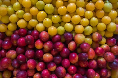 İki yatay çizgili ham olgun sulu sarı kiraz eriği üstte ve kırmızı Burgundy kiraz eriği altta doğal, organik bir arka plan olarak yabani maya ile kaplanmış.