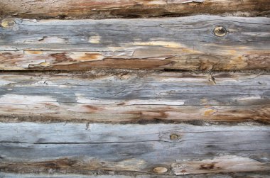 Kütük duvarın bir parçası. Yalıtım malzemesi olarak kullanılan ve yarıkların arasına yerleştirilen kuru gri yosunlu dal parçalarıyla yatay olarak düzenlenmiş kütükler. Tahta doku, duvar kağıdı, doğal arkaplan.