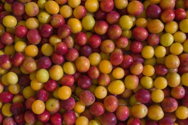 Kırmızı ve sarı olgun kiraz eriğinin doğal, organik bir arka plan olarak bir katmanda duran yabani maya dokunuşuyla birleşimi, yukarıdan çekilmiş bir fotoğraf.