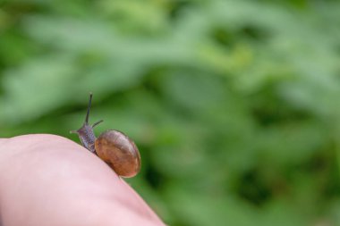 Siyah-gri derili salyangoz sarmaşığı ve pembe bir insan elinin bileğinde gezinen parlak kahverengi bir kabuk, yeşil yaprakların bulanık arka planına karşı anten çıkıntısı.
