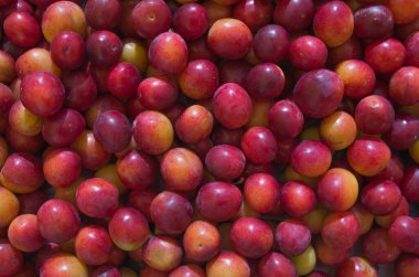 Bir yığın kırmızı olgun kiraz eriği ve beyaz bir maya tabakası katmanlar halinde uzanıyor. Organik doğal arkaplan.