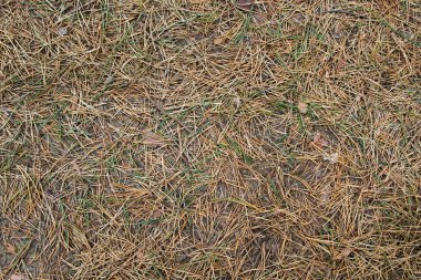 Sarı ve yeşil ladin ve çam iğneleri kozalaklı ormandaki gri zeminde kaotik bir şekilde noktalanmış. Doğal, organik, orman geçmişi