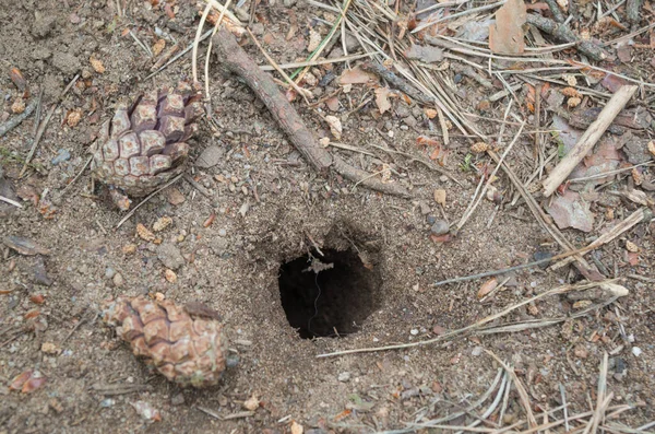 Liten Svart Håla Den Grå Skogsmarken Gjord Något Vilt Djur — Stockfoto