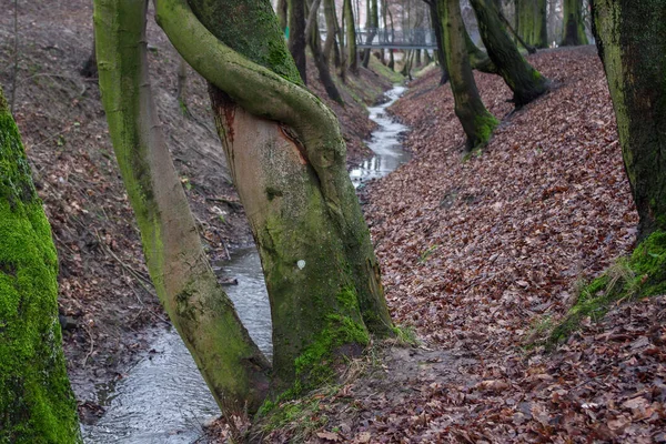 Ineinander Verschlungen Umarmten Sich Baumstämme Die Schief Grund Des Flussbettes — Stockfoto