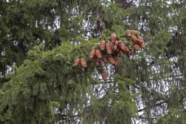 Pozadí Zelených Jehličnatých Stromů Vyčnívala Velká Jehličnatá Větev Trsy Jedlí — Stock fotografie
