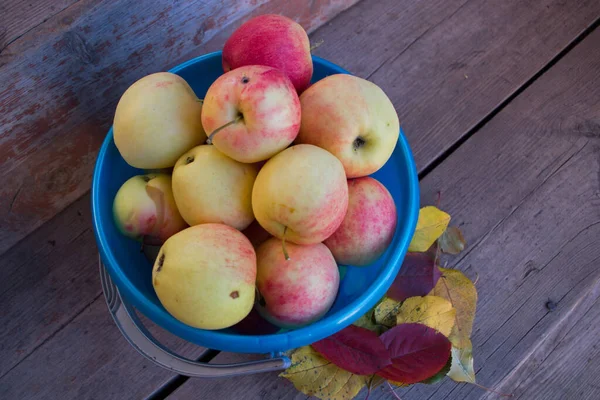 Ripe Red Yellow Apples Bulked Blue Plastic Bucket Stood Step — Stock Photo, Image