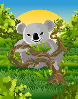 Koala ağaçta yemek yiyor.